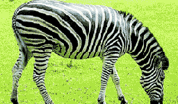 Тема дня о природе полос на шкуре зебры