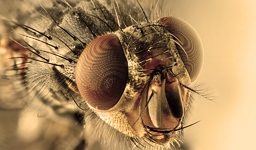 Тема дня об уничтожении мух в Китае