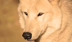 Тема дня о волках и их необычном способе общаться глазами