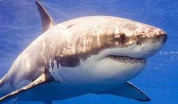 Мужчина из ЮАР умудрился выжить в борьбе с белой акулой